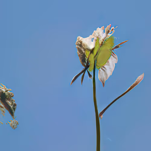 Once Upon A Garden By Linda Dounia Rebeiz