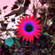 All The Flowers V2