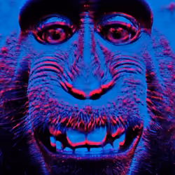 Monkey Business