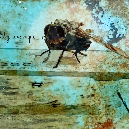 #Fly escape