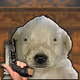 525