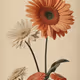 Botanical Beauty V2
