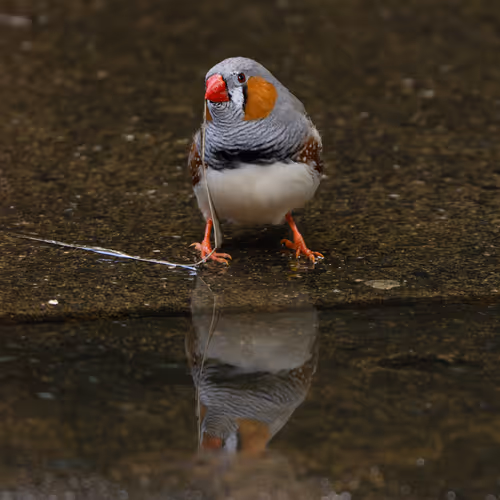 Little Reflection