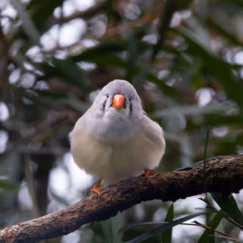 Curious Perch