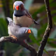 Wild Photography