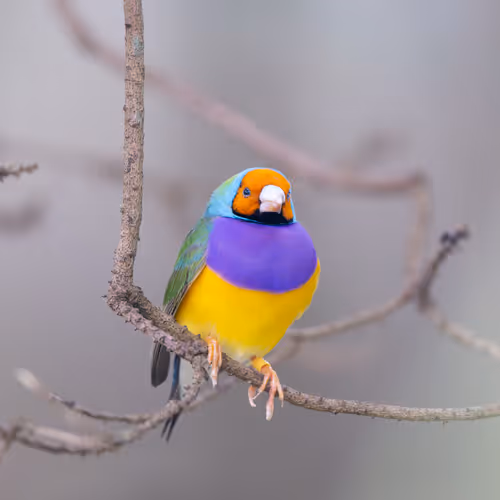 Pop of Nature