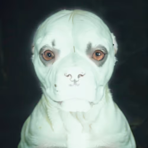 Pibbles