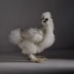 The Chick 134