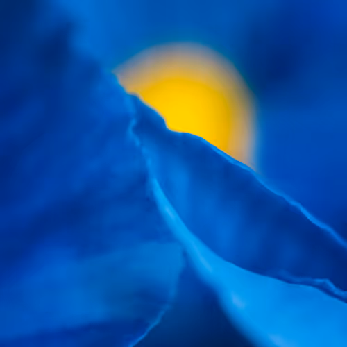 Oasis Of Art Floral Photography