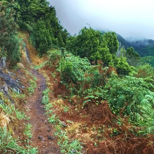 Psychedelic Jungle POV