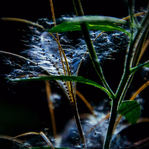 Fotograaghanneke Editions