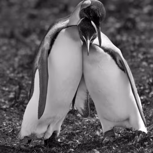 Lovable moments in the animal world