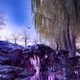 Mystic Forest - Open Editions