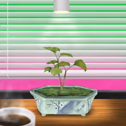 BONSAI NFT FARM #2011