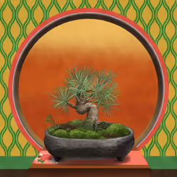 BONSAI NFT FARM #1369