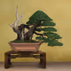 BONSAI NFT FARM #592