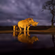Endangered Mints Golden Rhino
