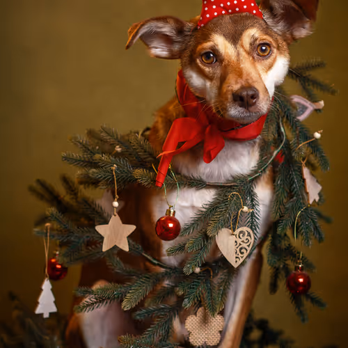 Sute Shristmas Tree