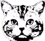 Bully Meow Music 222