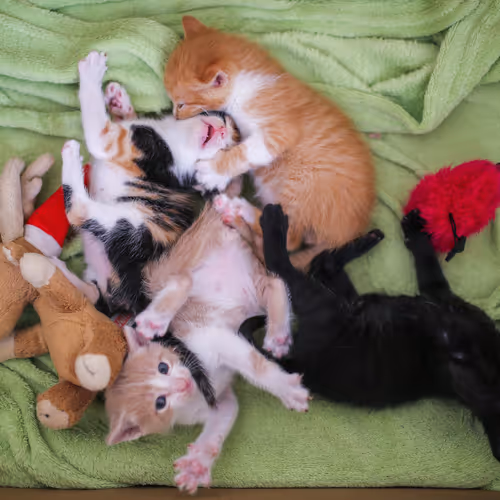 the laughing heart V2