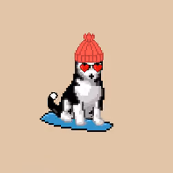 Hilarious Huskies 239