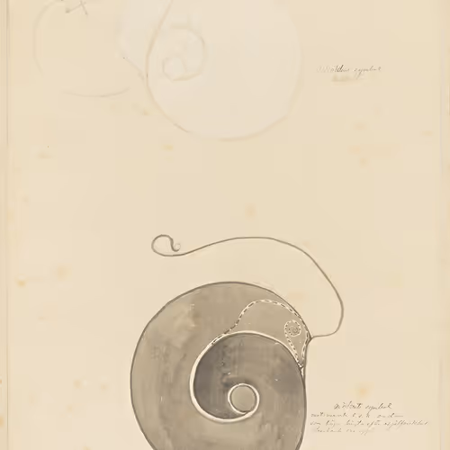 The Seven-Pointed Star (Sjustjärnan), No.20