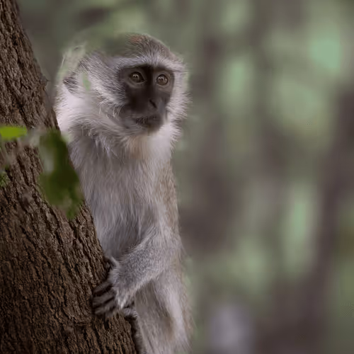 African Wildlife - WEYyFC11MB