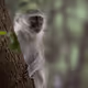 African Wildlife - WEYyFC11MB