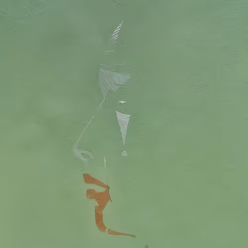 Mushroom Spores 2022