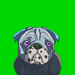 Top Dog #6682