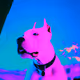 OG Dogo Member