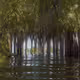 Swamp