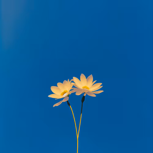 GENTLE BREEZE