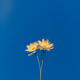 GENTLE BREEZE