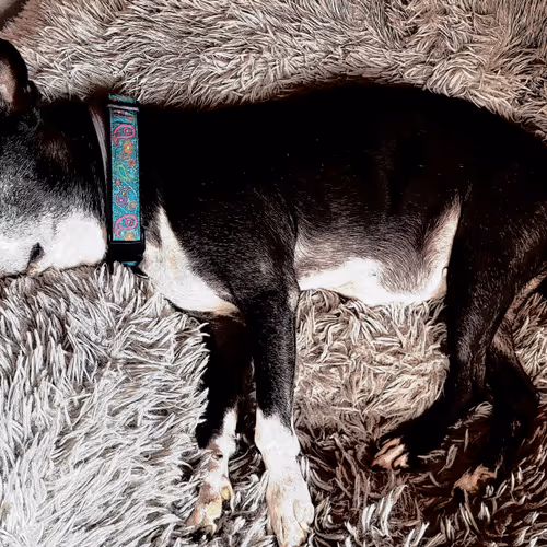 Sleepy Dogs V2