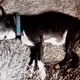 Sleepy Dogs V2