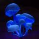 Fluorescence V2