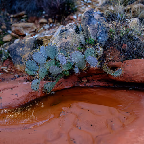 Where Dinosaurs Walked The Overture