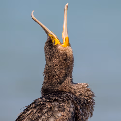 Wildlife Photographs V2