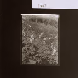 AS10k+ #7091 (ASA.14.85)