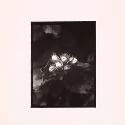 AS10k+ #9179 (ASA.28.161)