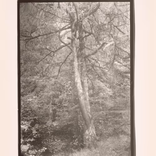 August Sander 10k Collection