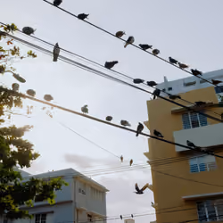 Island pigeons