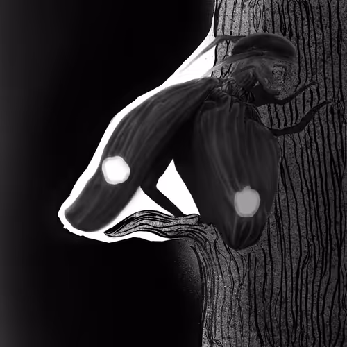 darknoov's artwork collection