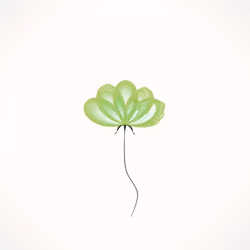 Translucent flower #29