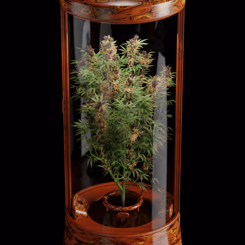 Cryptogrow Burn