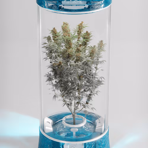 CryptoGrow #64