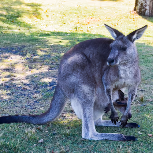 Wild Australia #9