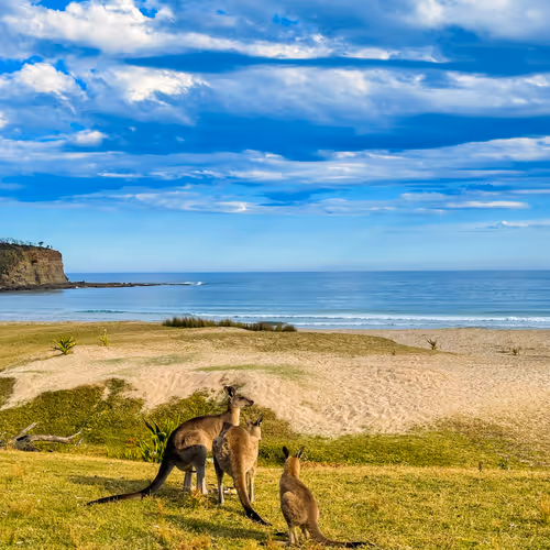 Wildaustralia