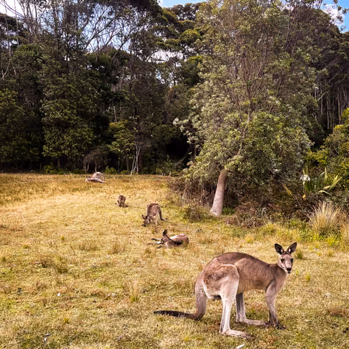 Wild Australia #15